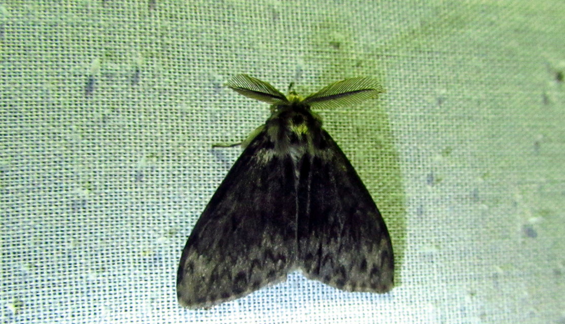 Lymantria dispar - gyapjaslepke
