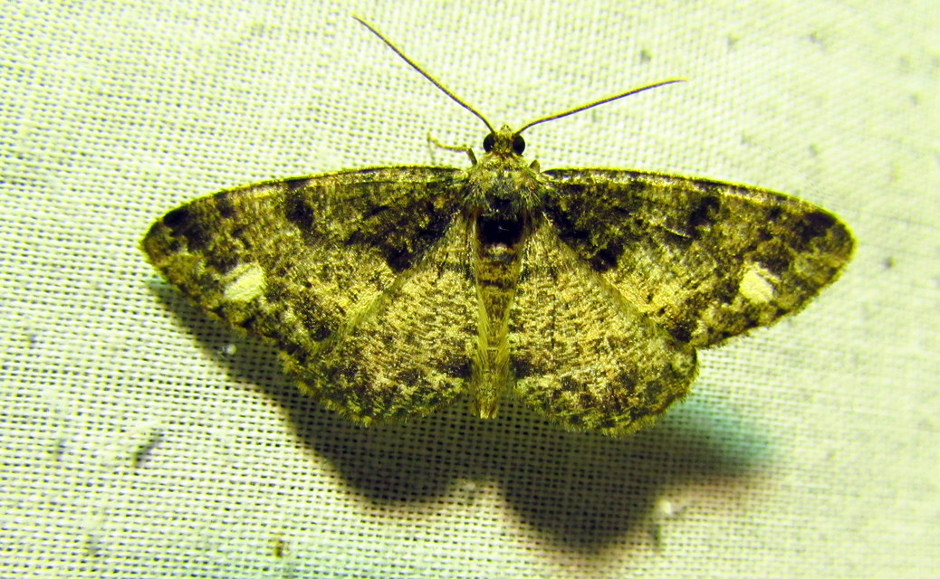 Parectropis similaria - barna zuzmóaraszoló