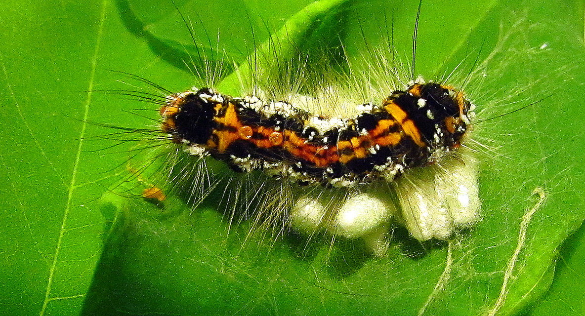 Sphrageidus similis - sárgafarú szövő