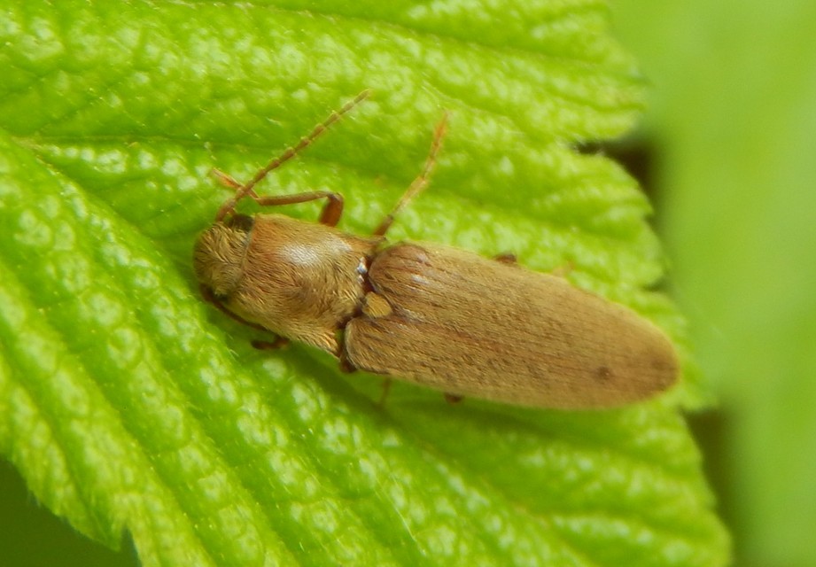 Synaptus filiformis - talpas pattanó