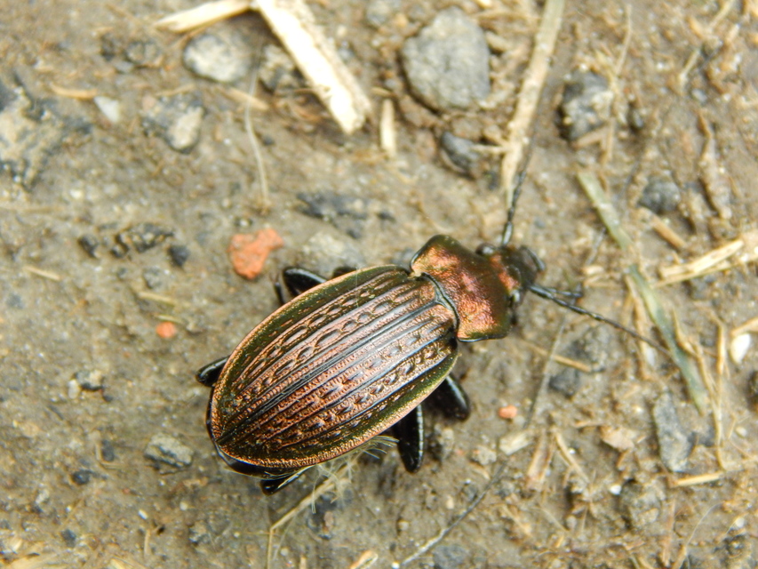 Carabus ulrichii - rezes futrinka