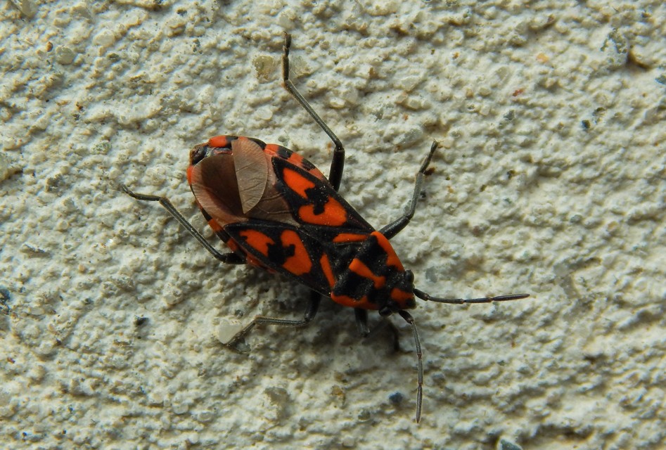 Spilostethus saxatilis - virágbodobács