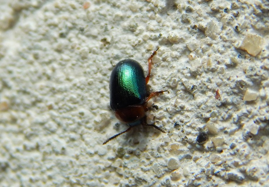 Gastrophysa polygoni - paraj-levélbogár Gastrophysa polygoni - paraj-levélbogár