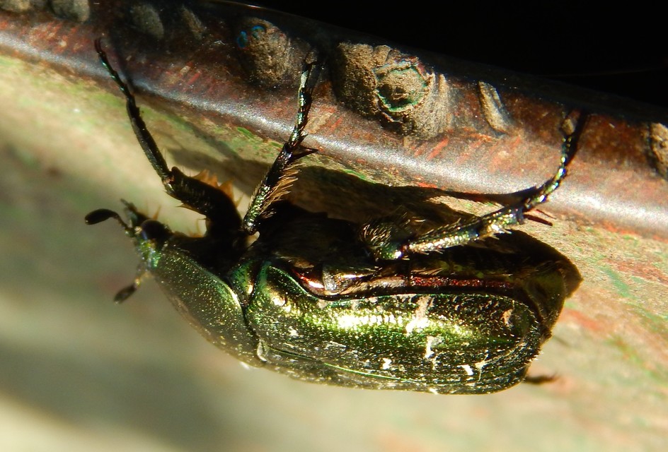 Cetonia aurata - aranyos virágbogár