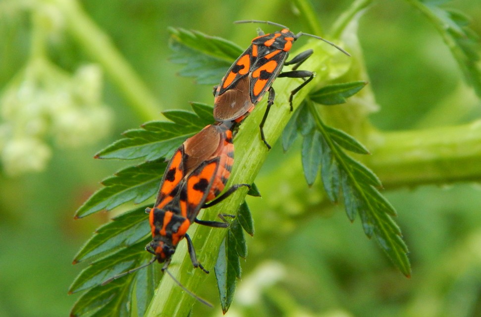 Spilostethus saxatilis - virágbodobács