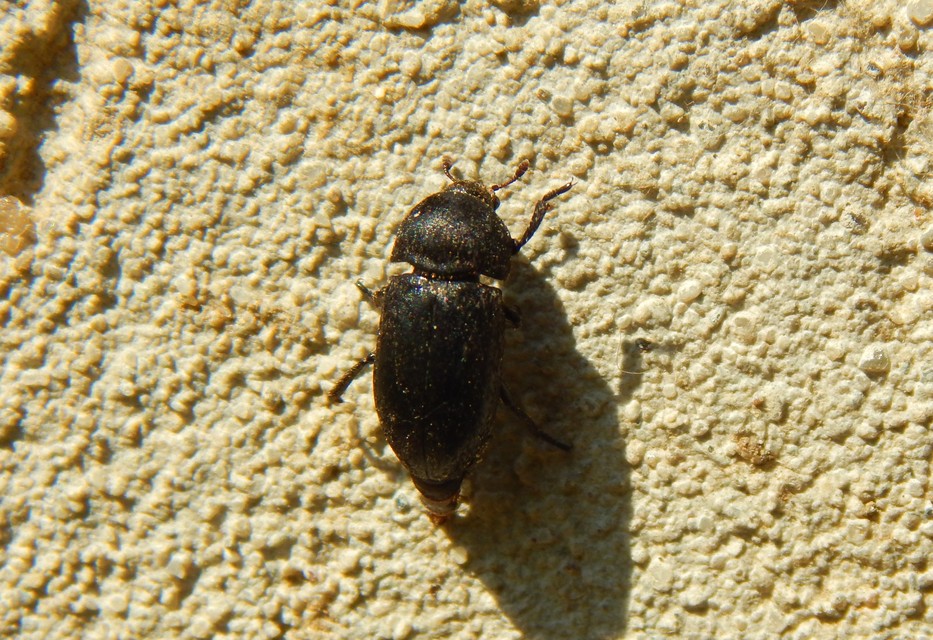 Dermestes laniarius - gyászos porva Dermestes laniarius - gyászos porva