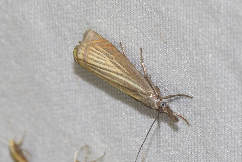 Chrysoteuchia culmella - kerti fűgyökérmoly