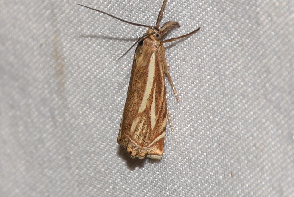 Xanthocrambus lucellus - zegzugos fűgyökérmoly
