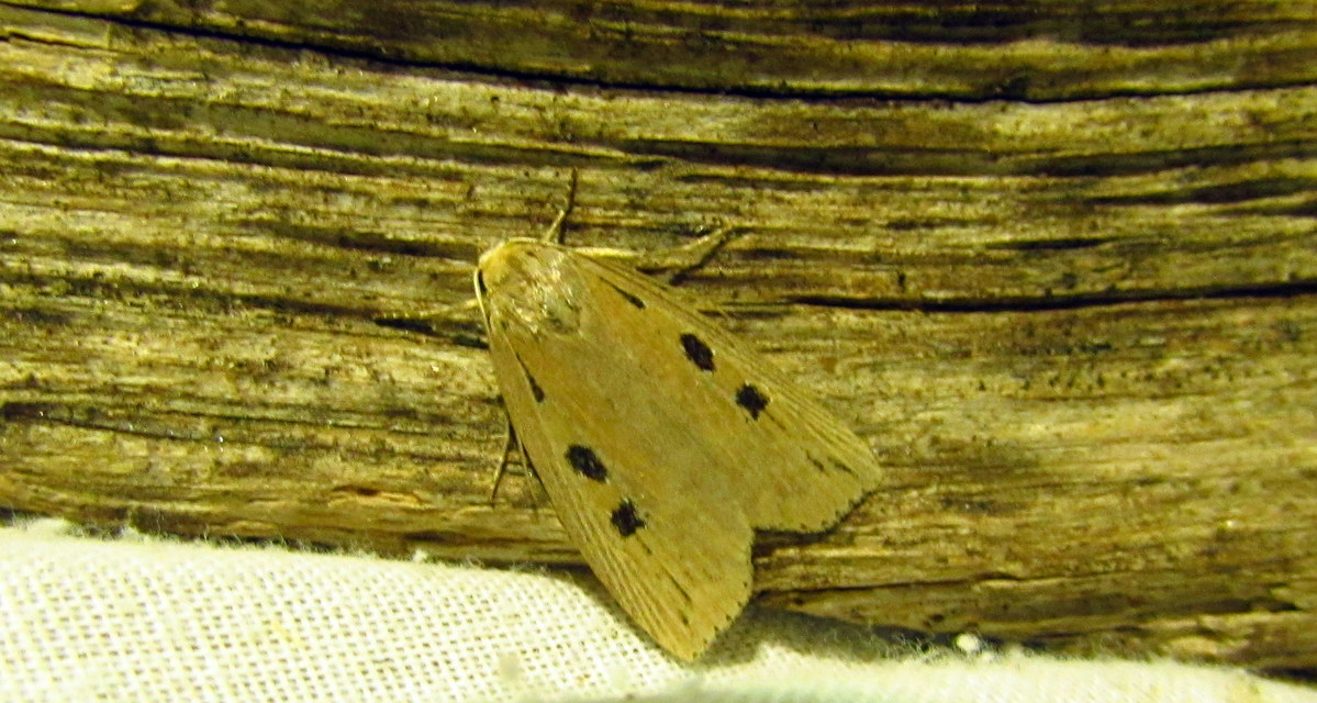 Chilodes maritima - négyfoltos nádibagoly