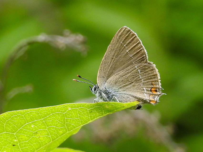 Satyrium acaciae - akác-csücsköslepke
