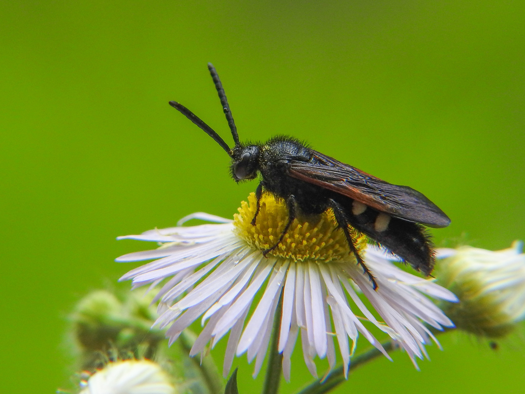 Scolia sexmaculata - négyfoltos tőrösdarázs