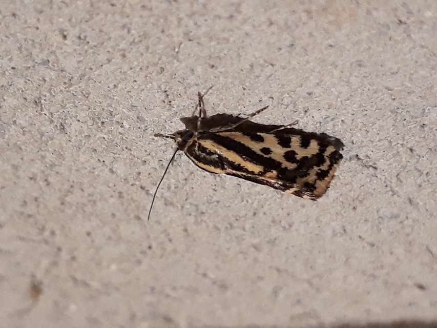 Emmelia trabealis - zebrabagoly