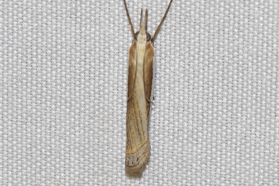 Crambus pascuella - lápréti fűgyökérmoly
