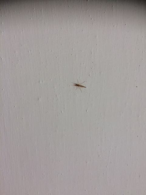 Chironomidae - árvaszúnyogok