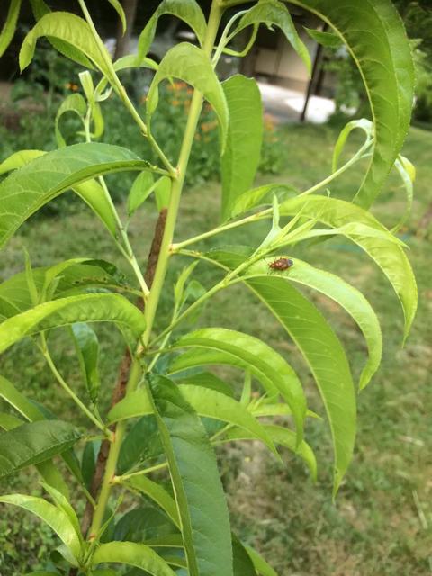 Deraeocoris ruber - vöröses mezeipoloska