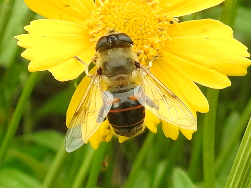 Eristalis tenax - közönséges herelégy