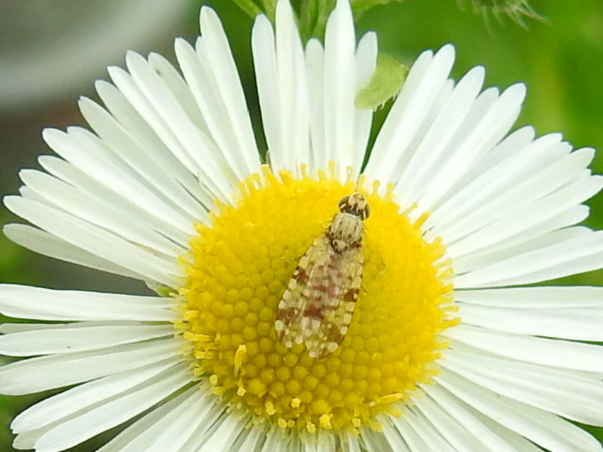 Tephritidae - fúrólégyfélék