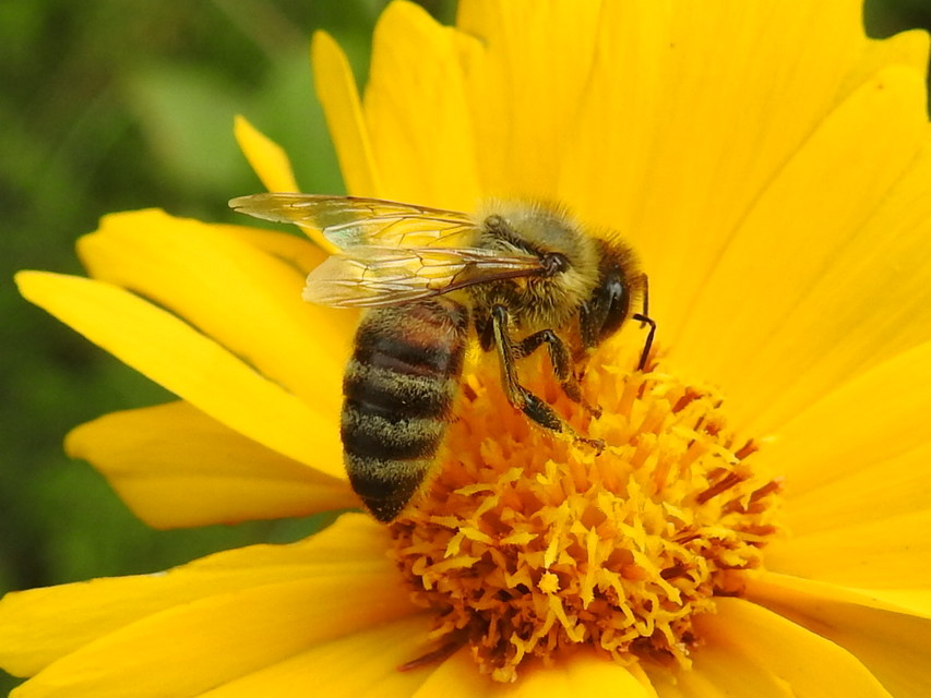 Apis mellifera - háziméh