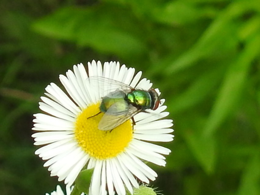 Lucilia