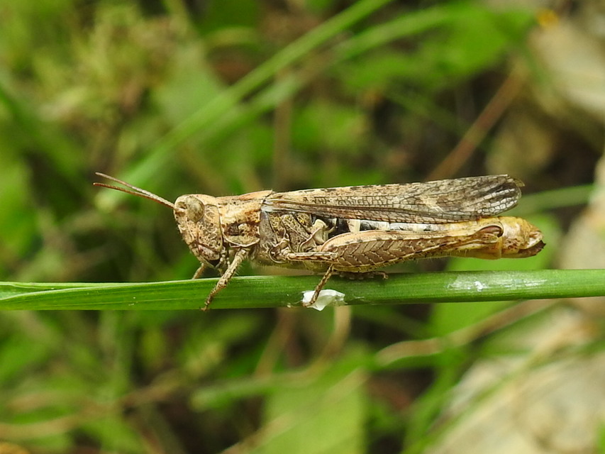 Chorthippus brunneus - közönséges tarlósáska