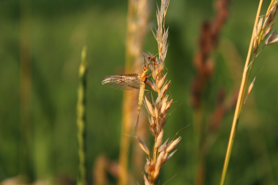 Ephemera glaucops