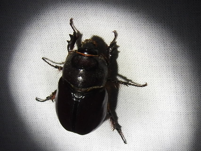 Oryctes nasicornis - orrszarvú bogár