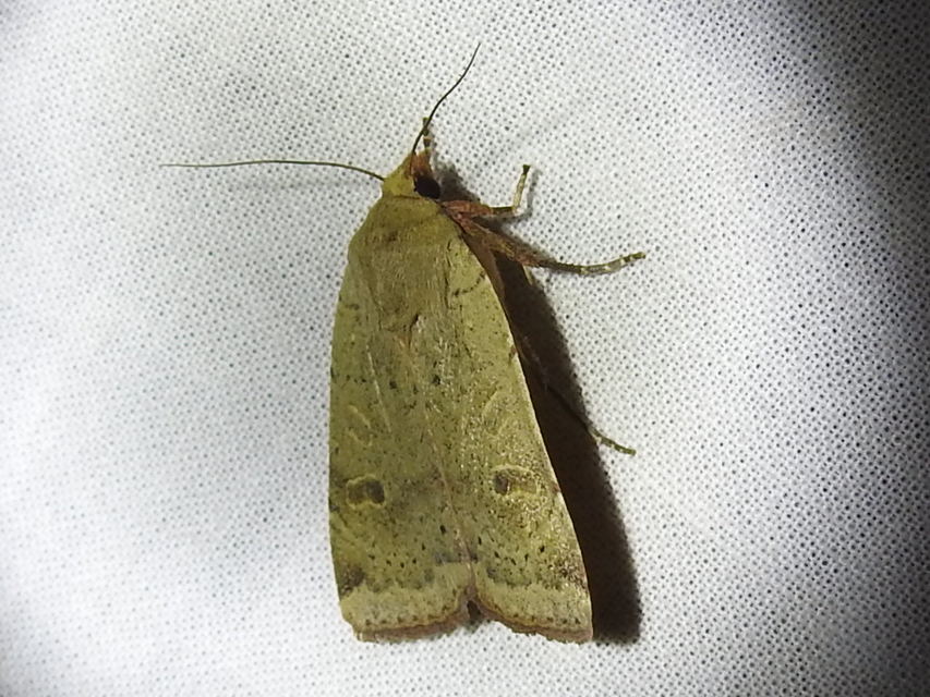 Noctua comes - kis sárgafűbagoly