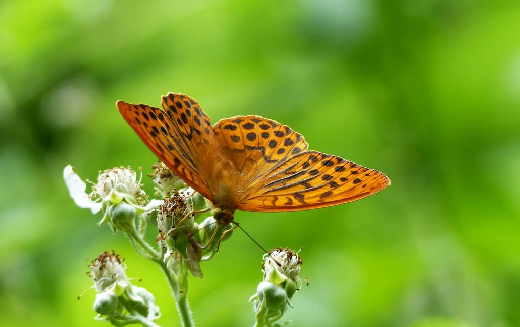 Argynnis paphia - nagy gyöngyházlepke