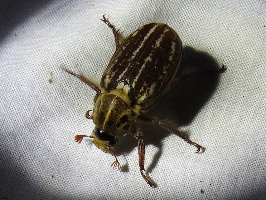 Anoxia orientalis - keleti cserebogár