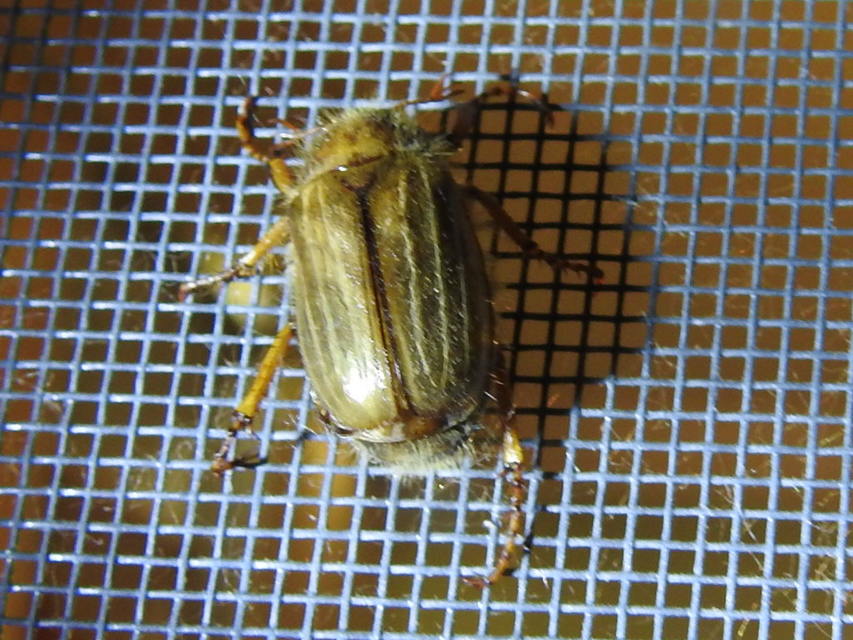 Amphimallon solstitiale - bordás sárgacserebogár