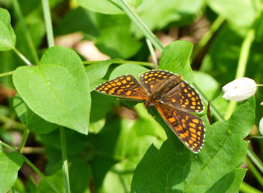 Melitaea athalia - közönséges tarkalepke
