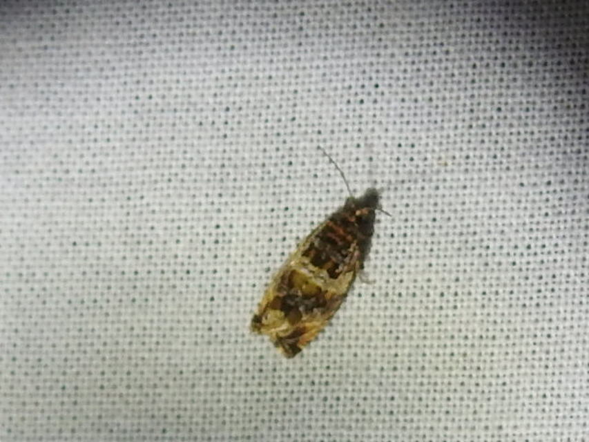 Celypha