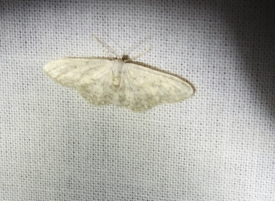 Idaea seriata - szürke apróaraszoló