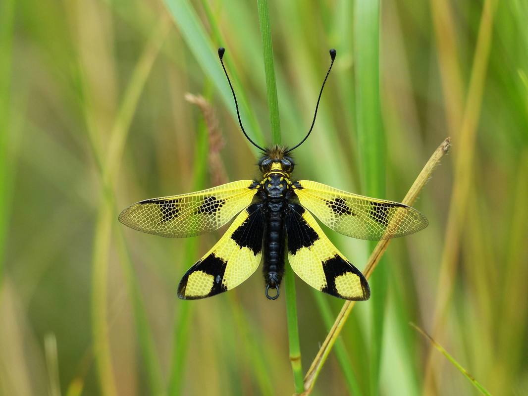 Libelloides macaronius - keleti rablópille