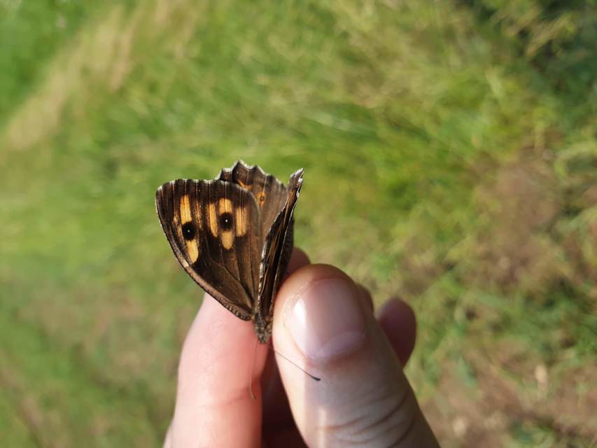 Hipparchia semele - barna szemeslepke Hipparchia semele - barna szemeslepke