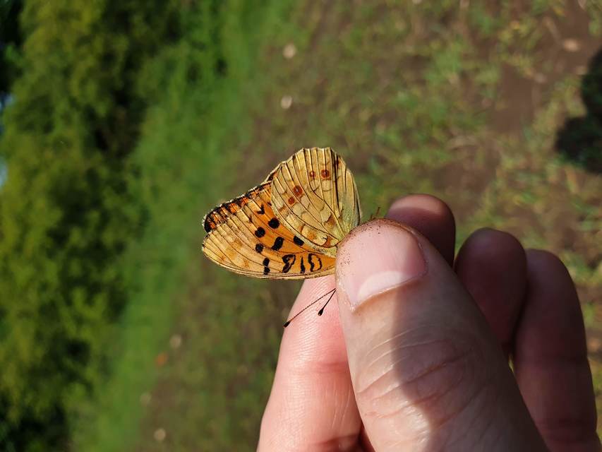 Argynnis adippe - ezüstös gyöngyházlepke