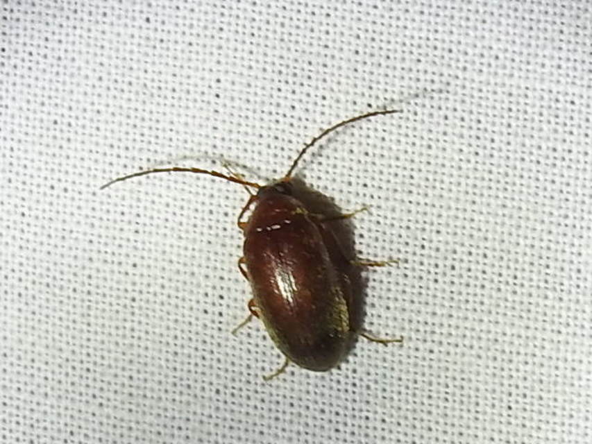Hymenalia rufipes - rőtlábú alkonybogár