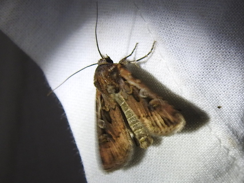 Euxoa tritici/nigrofusca/eruta