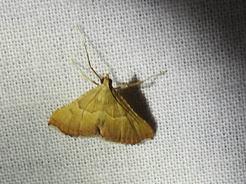 Endotricha flammealis - tüzesszárnyú fényilonca
