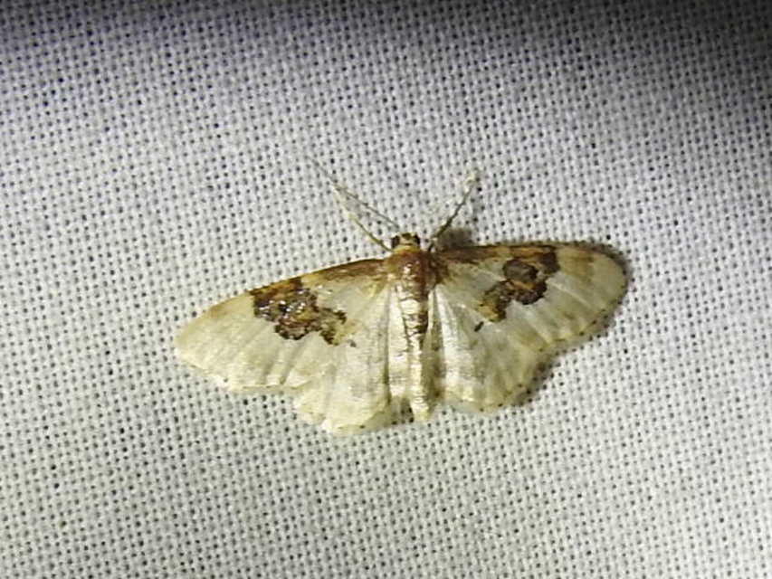 Idaea rusticata - tarka apróaraszoló