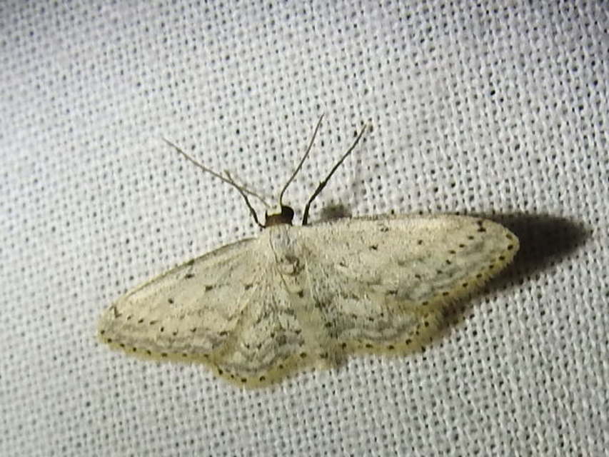 Idaea seriata - szürke apróaraszoló