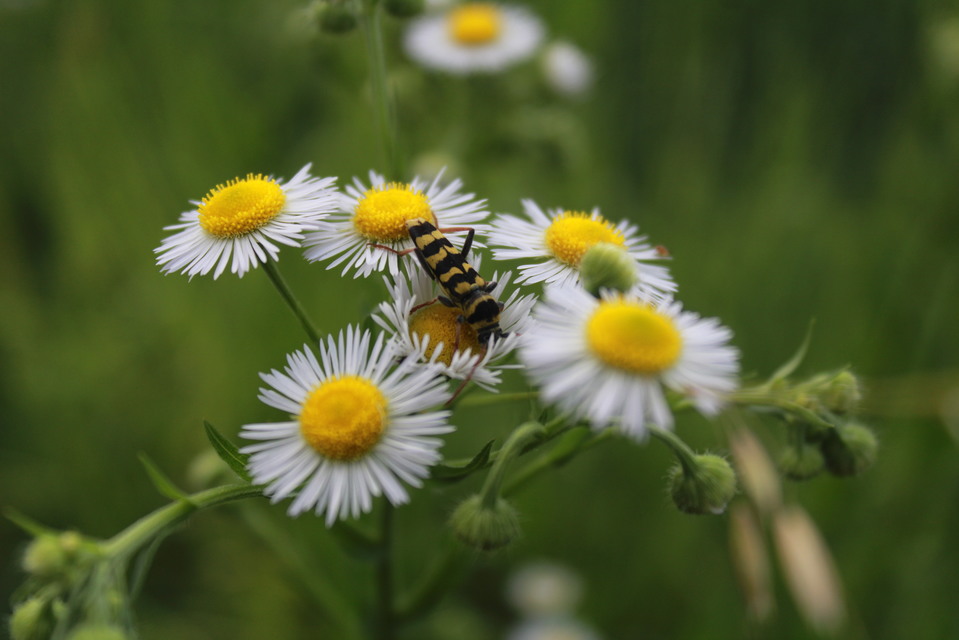 Echinocerus floralis - lucerna-darázscincér