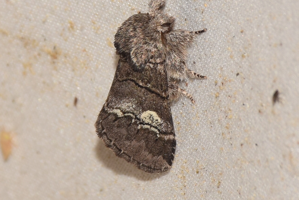 Drymonia querna - tölgyfa-púposszövő