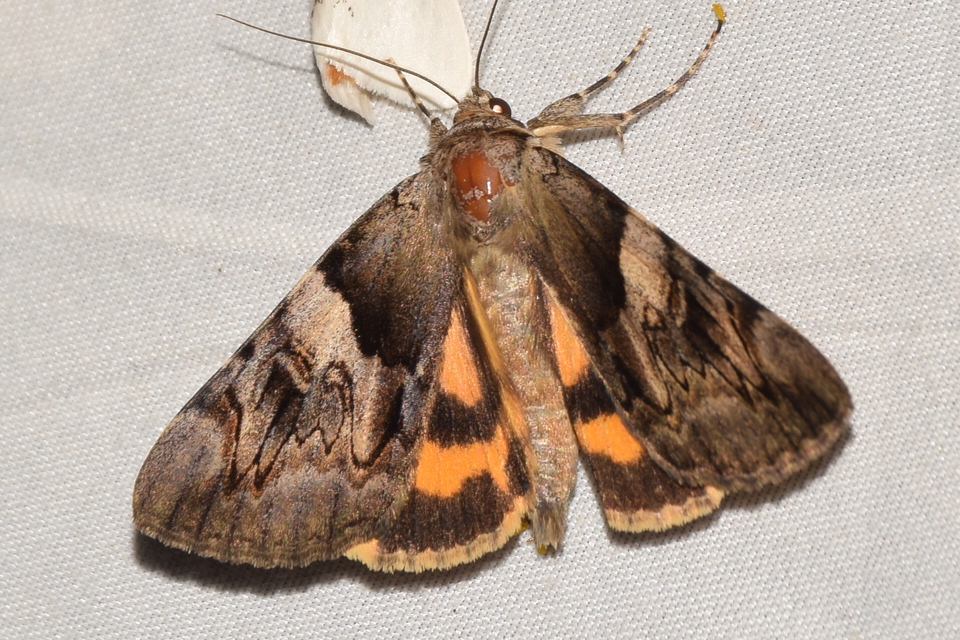 Catocala fulminea - galagonya-övesbagoly