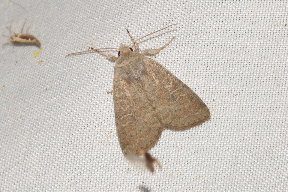 Parastichtis suspecta - sötét erdeibagoly