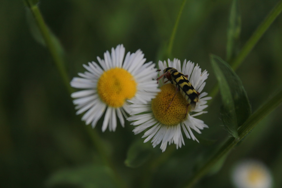 Echinocerus floralis - lucerna-darázscincér
