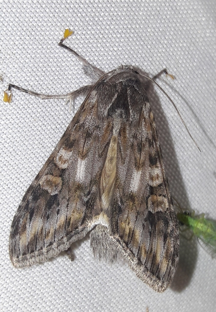 Cucullia artemisiae - feketeüröm-csuklyásbagoly