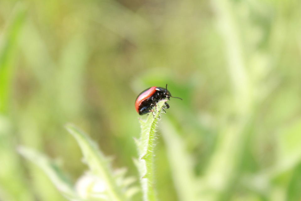 Chrysolina limbata - keretes levélbogár