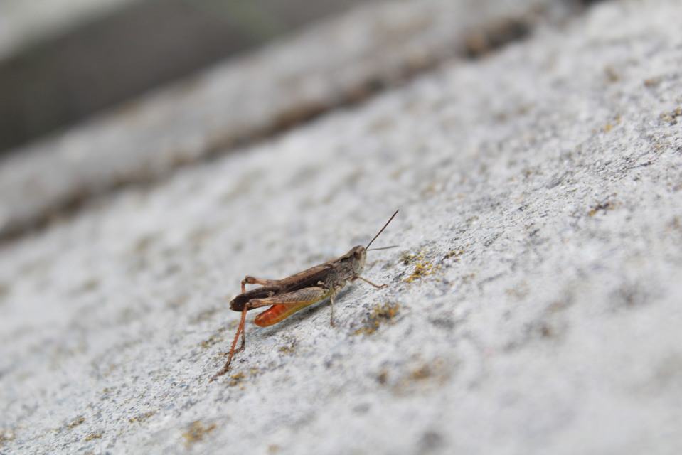Chorthippus brunneus - közönséges tarlósáska