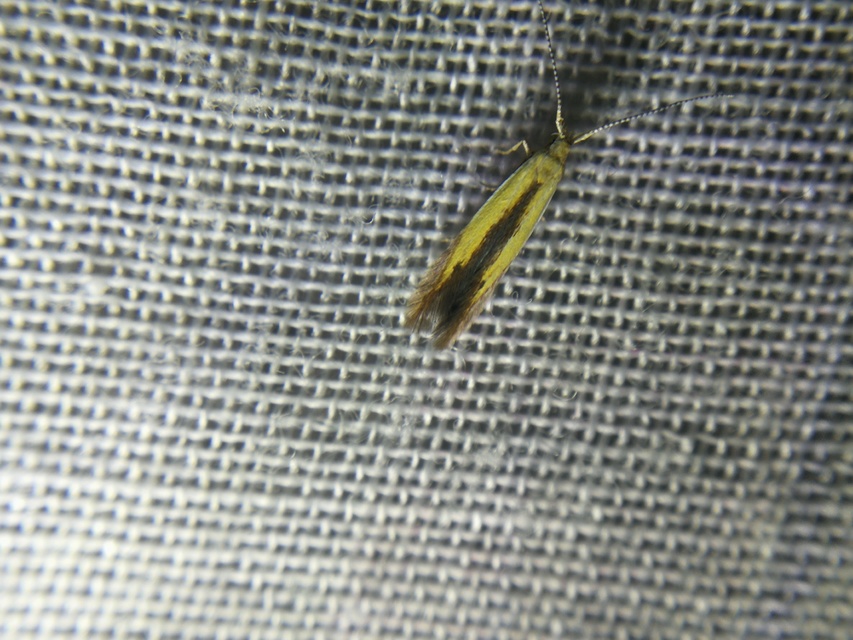 Coleophora nigridorsella - barnaszegélyes zsákosmoly